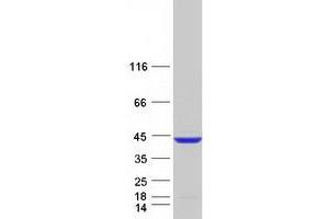 Western Blotting (WB) image for ELAV-Like 3 (ELAVL3) (Transcript Variant 1) protein (Myc-DYKDDDDK Tag) (ABIN2720124)