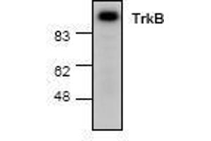 Image no. 1 for anti-Neurotrophic Tyrosine Kinase, Receptor, Type 2 (NTRK2) antibody (ABIN127224) (TRKB Antikörper)