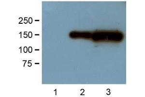 1:1000 (1μg/mL) Ab dilution probed against HEK293 cells transfected with GFP-tagged protein vector: untransfected control (1), 1μg (2) and 10μg (3) of cell lysates used (GFP Antikörper)