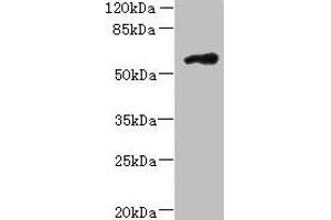 Western blot All lanes: FAM126B antibody at 7 μg/mL + A431 whole cell lysate Secondary Goat polyclonal to rabbit IgG at 1/10000 dilution Predicted band size: 59 kDa Observed band size: 59 kDa (FAM126B Antikörper  (AA 281-530))