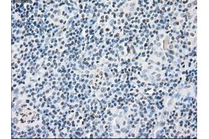 Immunohistochemical staining of paraffin-embedded pancreas tissue using anti-FKBP5mouse monoclonal antibody. (FKBP5 Antikörper)