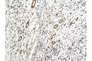 Formalin-fixed and paraffin embedded rat kidney tissue labeled with Anti-PCX/PODXL Polyclonal Antibody, Unconjugated (ABIN675264) followed by conjugation to the secondary antibody and DAB staining (PODXL Antikörper  (AA 451-558))