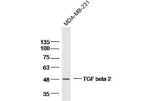 MDA-MB-231 lysates probed with TGF beta 2 Polyclonal Antibody, Unconjugated  at 1:300 dilution and 4˚C overnight incubation. (TGFB2 Antikörper  (AA 351-414))