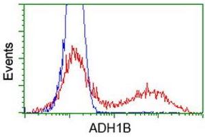 HEK293T cells transfected with either RC205391 overexpress plasmid (Red) or empty vector control plasmid (Blue) were immunostained by anti-ADH1B antibody (ABIN2454481), and then analyzed by flow cytometry. (ADH1B Antikörper)
