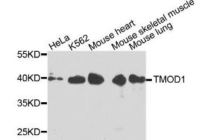 Western blot analysis of extracts of various cells, using TMOD1 antibody. (Tropomodulin 1 Antikörper)
