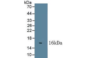 Detection of Recombinant NGF, Bovine using Polyclonal Antibody to Nerve Growth Factor (NGF) (Nerve Growth Factor Antikörper  (AA 122-241))