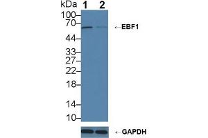 Western blot analysis of (1) Wild-type Raji cell lysate, and (2) EBF1 knockout Raji cell lysate, using Rabbit Anti-Human EBF1 Antibody (3 µg/ml) and HRP-conjugated Goat Anti-Mouse antibody ( (EBF1 Antikörper  (AA 179-451))