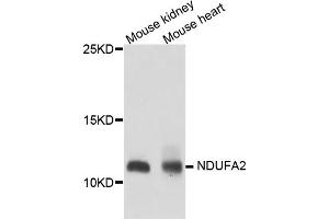 Western blot analysis of extracts of various cell lines, using NDUFA2 antibody. (NDUFA2 Antikörper)