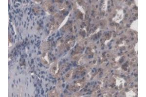 DAB staining on IHC-P; Samples: Mouse Stomach Tissue (CBFB Antikörper  (AA 1-187))