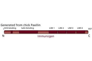 Image no. 3 for anti-Paxillin (PXN) (AA 1-557) antibody (ABIN968043) (Paxillin Antikörper  (AA 1-557))
