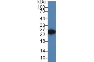 Western Blot; Sample: Rat Seminal vesicle lysate; Primary Ab: 3µg/ml Rabbit Anti-Rat DKKL1 Antibody Second Ab: 0.