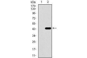 Western blot analysis using T mAb against HEK293 (1) and T (AA: 218-352)-hIgGFc transfected HEK293 (2) cell lysate. (T Antigen (AA 218-352) Antikörper)