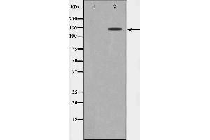 Western blot analysis on 293 cell lysate using GAK Antibody. (GAK Antikörper  (N-Term))