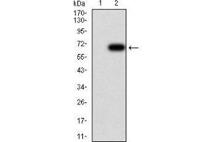 Western blot analysis using HDAC6 mAb against HEK293 (1) and HDAC6 (AA: 482-800)-hIgGFc transfected HEK293 (2) cell lysate. (HDAC6 Antikörper  (AA 482-800))