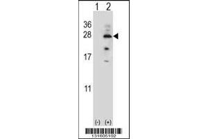 Western blot analysis of IL17B using rabbit polyclonal IL17B Antibody using 293 cell lysates (2 ug/lane) either nontransfected (Lane 1) or transiently transfected (Lane 2) with the IL17B gene. (IL17B Antikörper  (AA 39-66))