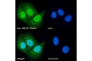 (ABIN190860) Immunofluorescence analysis of paraformaldehyde fixed U2OS cells, permeabilized with 0.