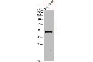 Western Blot analysis of HepG2-UV cells using GPR120 Polyclonal Antibody (O3FAR1 Antikörper  (Internal Region))