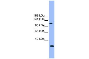 WB Suggested Anti-KIAA0226 Antibody Titration: 0. (Rubicon Antikörper  (Middle Region))