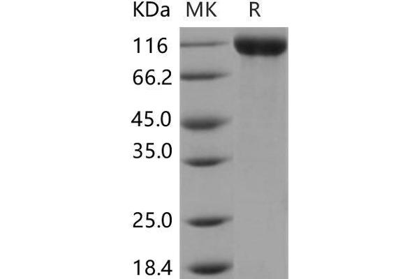 CNTN2 Protein (His tag)