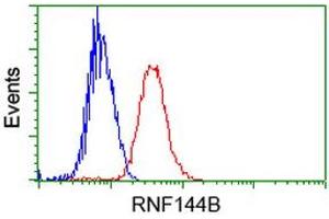 Image no. 1 for anti-Ring Finger Protein 144B (RNF144B) (AA 1-256) antibody (ABIN1490649) (RNF144B Antikörper  (AA 1-256))