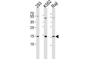 Western blot analysis of lysates from 293, K562, Raji cell line (from left to right), using Histone H2A. (H2AFX Antikörper  (Ser139))
