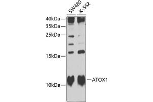 Western blot analysis of extracts of various cell lines, using  Antibody  at 1:1000 dilution. (ATOX1 Antikörper  (AA 1-68))