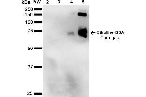 Western Blot analysis of Citrulline-BSA Conjugate showing detection of 67 kDa Citrulline-BSA using Mouse Anti-Citrulline Monoclonal Antibody, Clone 2D3-1B9 . (Citrulline Antikörper  (Atto 390))