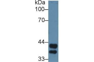 Western Blot; Sample: Mouse Liver lysate; Primary Ab: 3µg/ml Rabbit Anti-Rat Hpt Antibody Second Ab: 0. (Haptoglobin Antikörper  (AA 104-346))