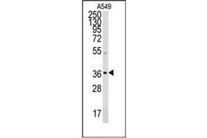 Western blot analysis of Neugrin Antibody (C-term) Cat. (NGRN Antikörper  (C-Term))