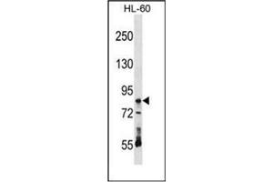Western blot analysis of RAVER1 Antibody (N-term) in HL-60 cell line lysates (35ug/lane). (RAVER1 Antikörper  (N-Term))