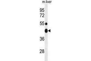 Western blot analysis of CHN2 (arrow) in mouse liver tissue lysates (35ug/lane) using ARHGAP3/CHN2  (CHN2 Antikörper  (Middle Region))