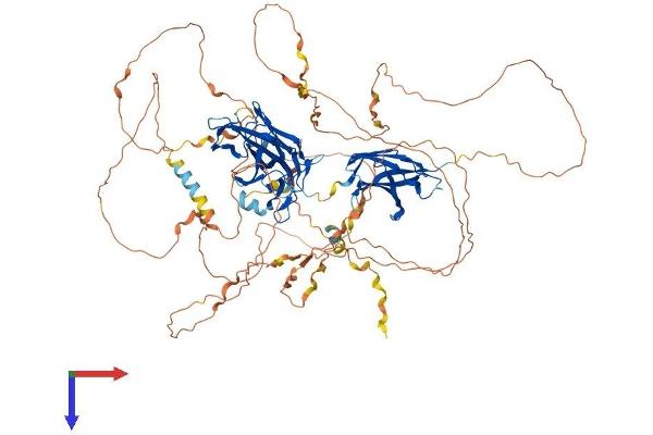 NFATC4 Protein (AA 1-902) (His tag)