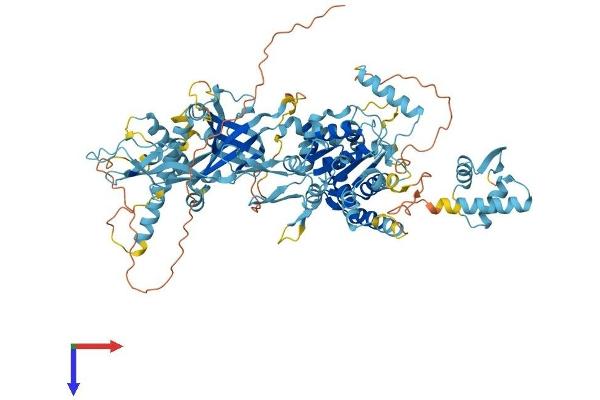MCM8 Protein (AA 1-833) (His tag)