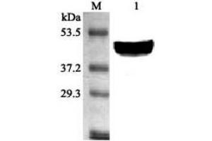 Western blot analysis using anti-SCD1 (mouse), pAb  at 1:2'000 dilution. (Stearoyl-Coenzyme A Desaturase 1 (SCD1) (AA 21-33) Antikörper)