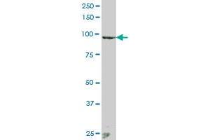 ANAPC2 MaxPab polyclonal antibody. (ANAPC2 Antikörper  (AA 1-822))