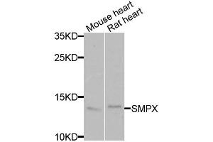 Western blot analysis of extracts of various cell lines, using SMPX antibody (ABIN5974080) at 1/1000 dilution. (SMPX Antikörper)