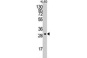 Western blot analysis of CCNC polyclonal antibody  in HL-60 cell line lysates (35 ug/lane). (Cyclin C Antikörper  (C-Term))