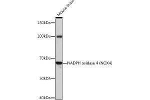 Western blot analysis of extracts of Mouse brain, using NADPH oxidase 4 (NOX4) Rabbit mAb (ABIN1682795, ABIN3017951, ABIN3017952 and ABIN7101543) at 1:1000 dilution.