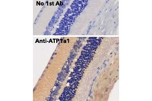 Immunohistochemistry (IHC) image for anti-Sodium Potassium ATPase, alpha1 (ATP1A1) (N-Term) antibody (ABIN7272975) (ATP1A1 Antikörper  (N-Term))