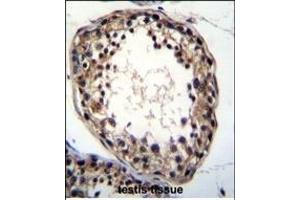 TTC23L Antibody (C-term) (ABIN655561 and ABIN2845064) immunohistochemistry analysis in formalin fixed and paraffin embedded human testis tissue followed by peroxidase conjugation of the secondary antibody and DAB staining. (TTC23L Antikörper  (C-Term))