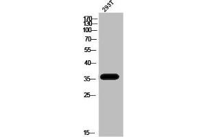 Western Blot analysis of 293T cells using Phospho-PBK (T9) Polyclonal Antibody (PBK Antikörper  (pThr9))