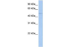 WB Suggested Anti-ZNF610 Antibody Titration:  0.