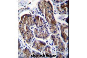 RPS4Y1 Antibody (Center) (ABIN656730 and ABIN2845954) immunohistochemistry analysis in formalin fixed and paraffin embedded human stomach tissue followed by peroxidase conjugation of the secondary antibody and DAB staining.