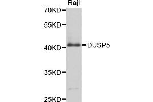 Western blot analysis of extracts of Raji cells, using DUSP5 antibody (ABIN4903529) at 1:1000 dilution. (DUSP5 Antikörper)