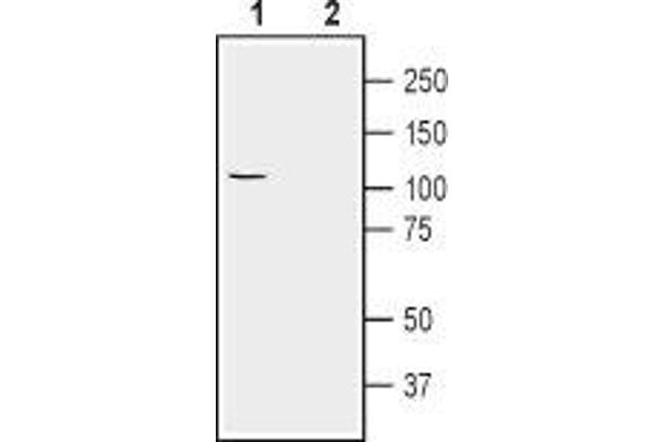 ATP1A2 Antikörper  (Intracellular, N-Term)