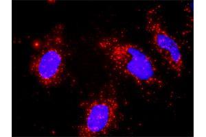Proximity Ligation Assay (PLA) image for anti-RuvB-Like 1 (E. Coli) (RUVBL1) (AA 1-456) antibody (ABIN563710)