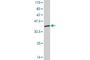 Western Blot detection against Immunogen (32. (SIX3 Antikörper  (AA 273-332))