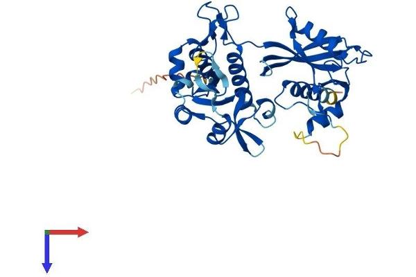 NUDT13 Protein (AA 1-352) (His tag)