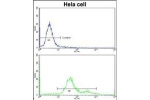 Flow cytometric analysis of hela cells using MC Antibody (Center)(bottom histogr) compared to a negative control cell (top histogr)FITC-conjugated goat-anti-rabbit secondary antibodies were used for the analysis. (MCAM Antikörper  (AA 161-189))