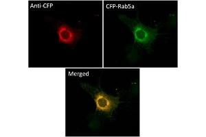 Immunofluorescence (IF) image for anti-CFP Fluorescent Protein antibody (ABIN7273090) (CFP Fluorescent Protein Antikörper)